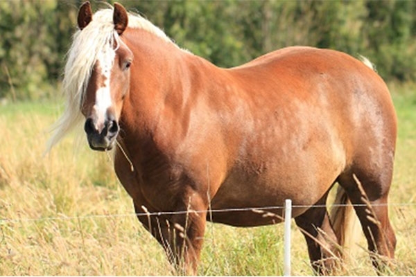 Paard-met-overgewicht-gezondheidsrisico's