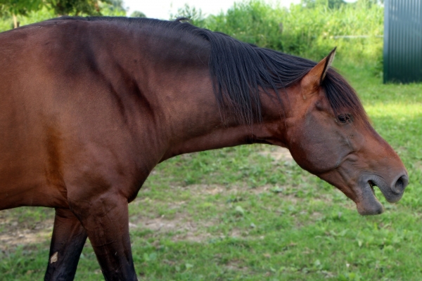 droes-bij-paarden-symptomen-en-behandeling